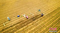 贵州黔西：大葱种植忙